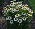 Echinacea - Echinacea purpurea PowWow™ White - DocaPerene