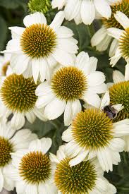 Echinacea - Echinacea purpurea PowWow™ White - DocaPerene