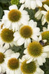 Echinacea - Echinacea purpurea PowWow™ White - DocaPerene