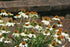 Echinacea - Echinacea purpurea PowWow™ White - DocaPerene