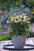 Echinacea - Echinacea purpurea PowWow™ White - DocaPerene