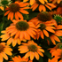 Echinacea Lakota Orange - Echinacea Purpurea 'Lakota™ Orange' - DocaPerene