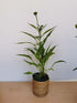 Echinacea Lakota Orange - Echinacea Purpurea 'Lakota™ Orange' - DocaPerene