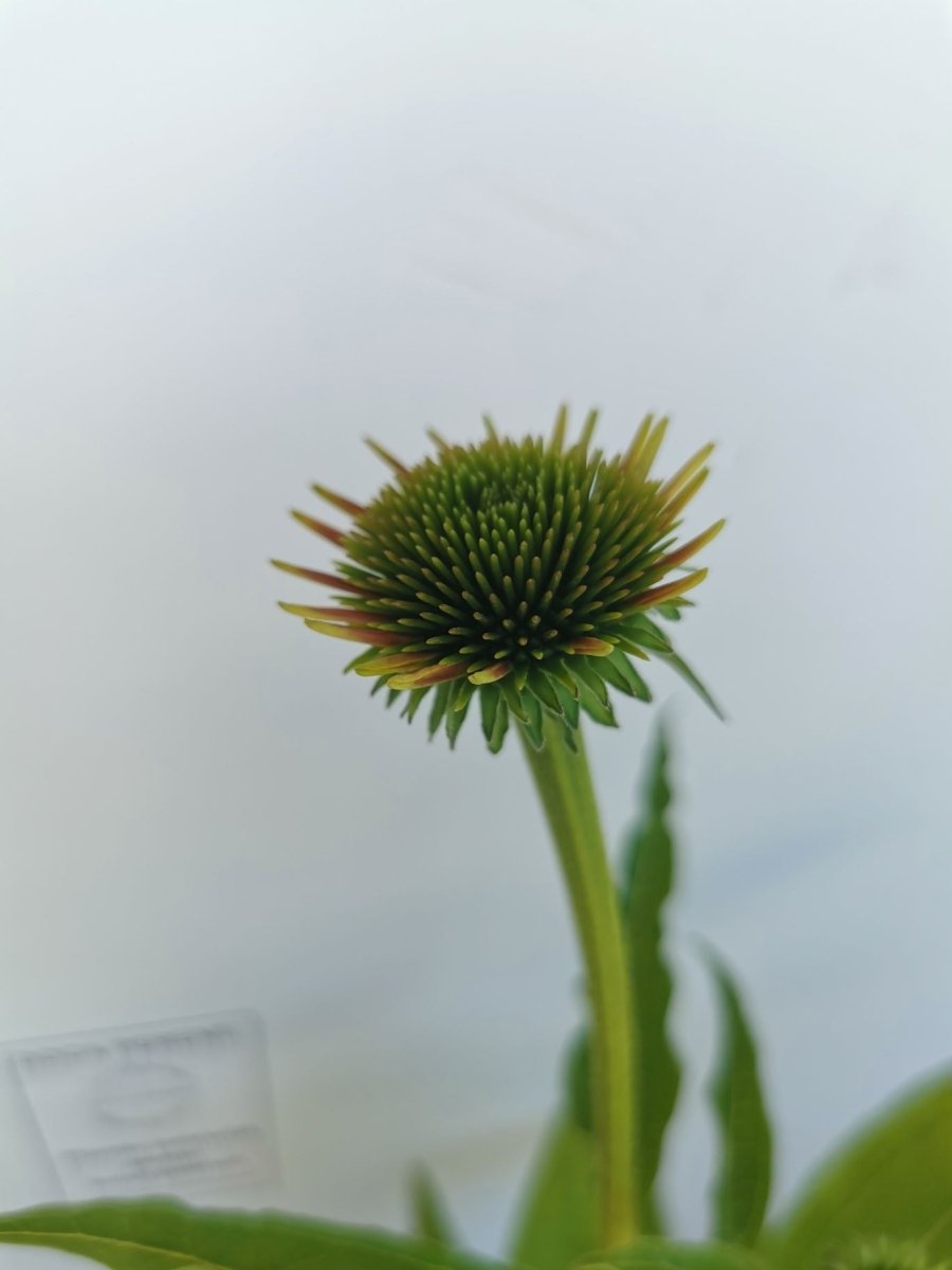 Echinacea Lakota Orange - Echinacea Purpurea 'Lakota™ Orange' - DocaPerene