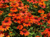 Echinacea Lakota Orange - Echinacea Purpurea 'Lakota™ Orange' - DocaPerene