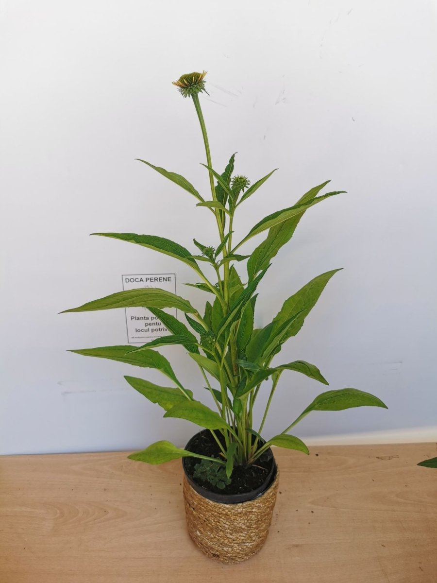 Echinacea Lakota Orange - Echinacea Purpurea 'Lakota™ Orange' - DocaPerene
