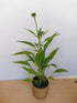 Echinacea Lakota Orange - Echinacea Purpurea 'Lakota™ Orange' - DocaPerene