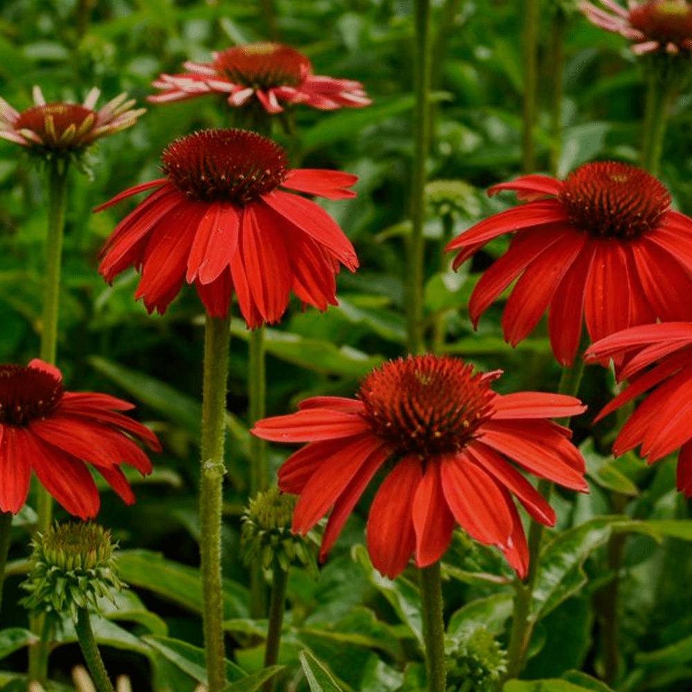 Echinacea Lakota Red - Echinacea Purpurea 'Lakota™ Red' - DocaPerene