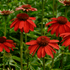 Echinacea Lakota Red - Echinacea Purpurea 'Lakota™ Red' - DocaPerene