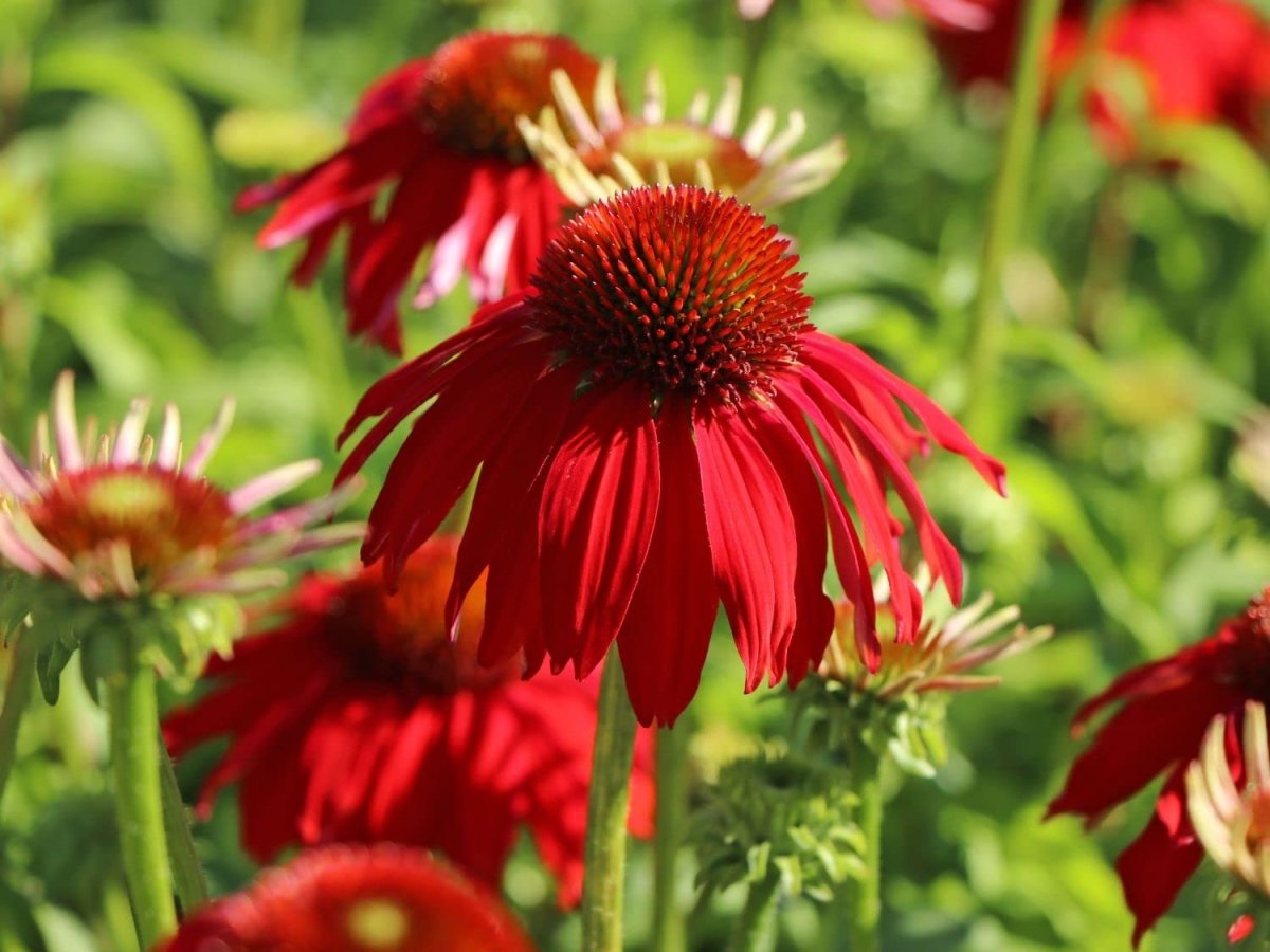 Echinacea Lakota Red - Echinacea Purpurea 'Lakota™ Red' - DocaPerene
