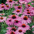 Echinacea Lakota™ Rose - Echinacea Purpurea 'Lakota™ Rose' - DocaPerene