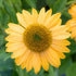 Echinacea Lakota™ Yellow - Echinacea Purpurea 'Lakota™ Yellow' - DocaPerene