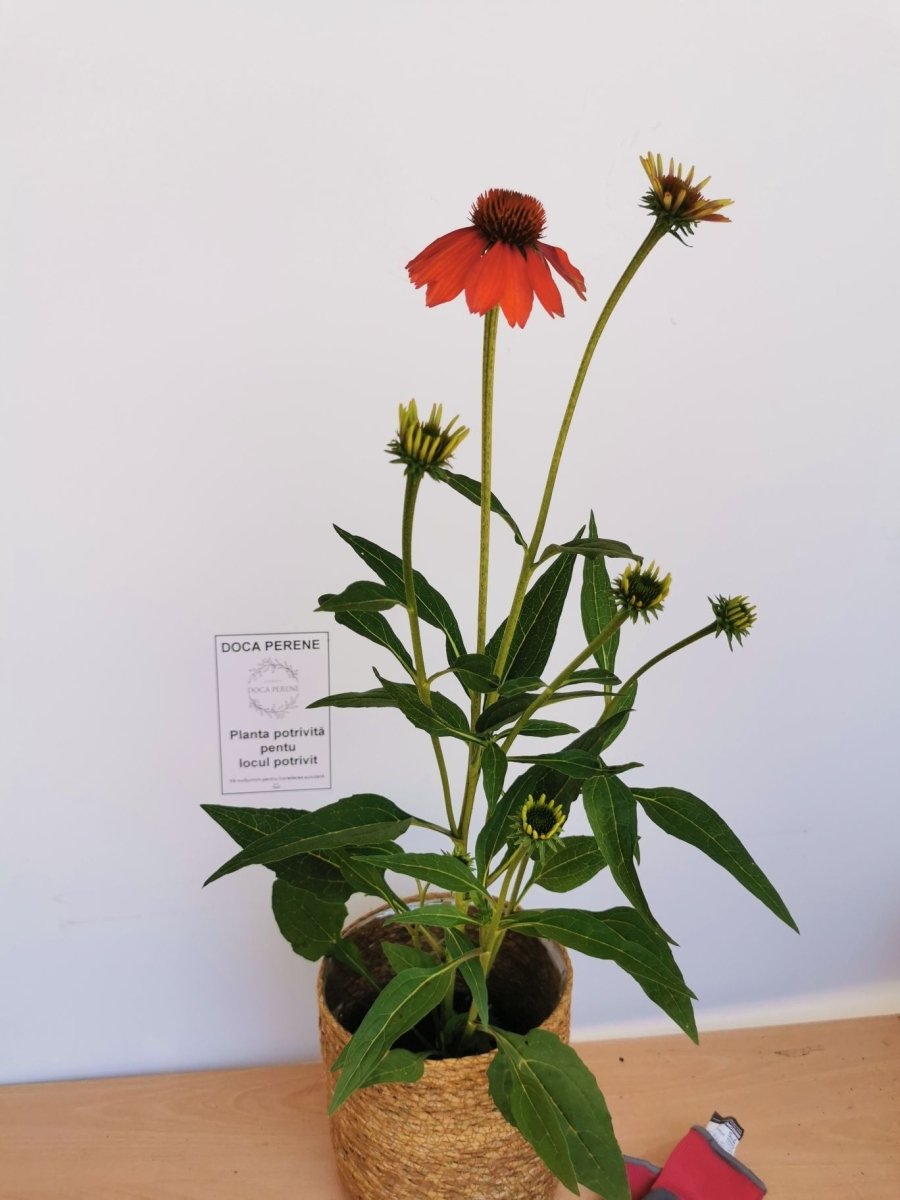 Echinacea Mixt de Culori - Echinacea Hybrida 'Cheyenne Spirit' - DocaPerene