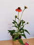Echinacea Mixt de Culori - Echinacea Hybrida 'Cheyenne Spirit' - DocaPerene