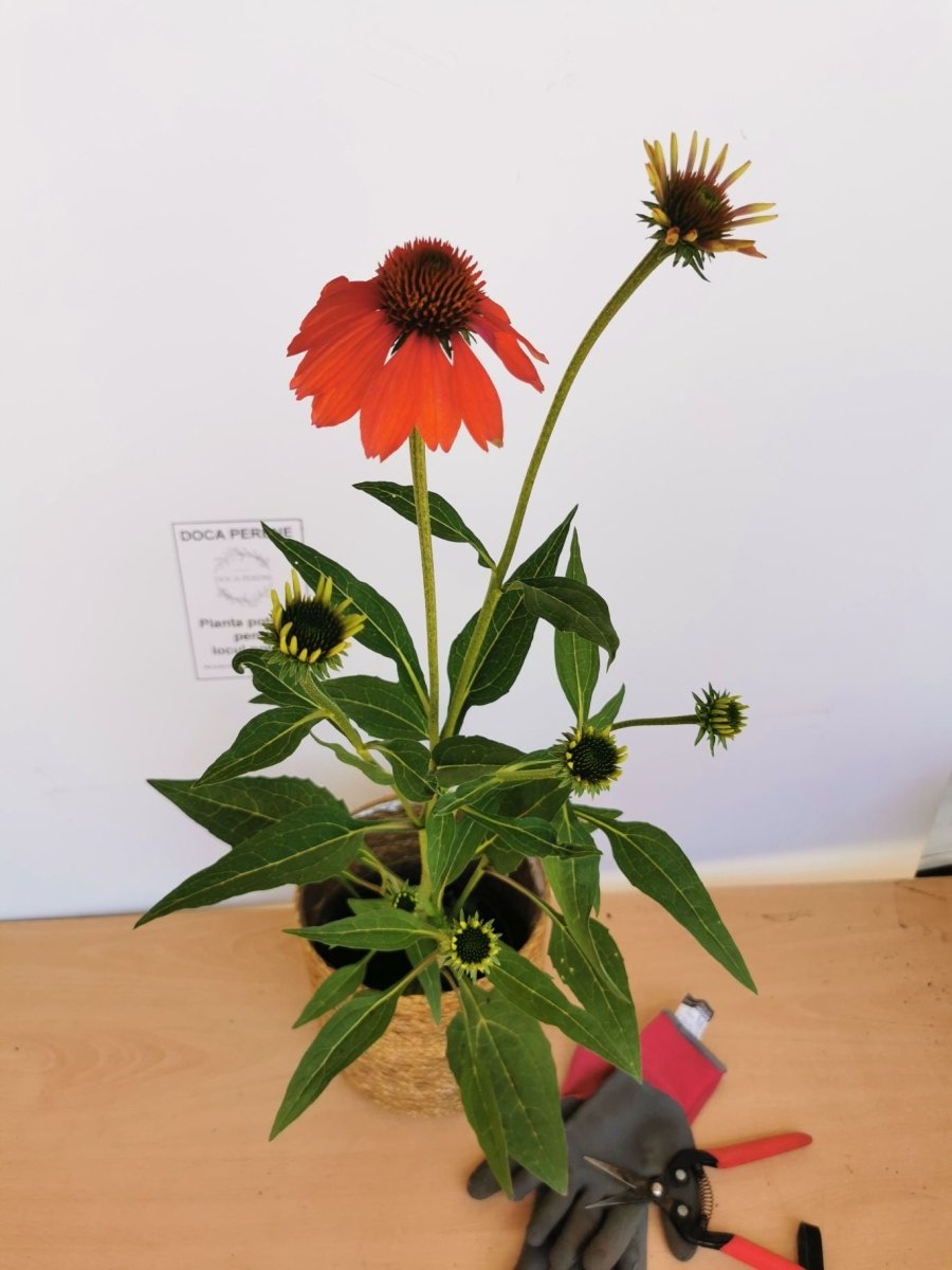 Echinacea Mixt de Culori - Echinacea Hybrida 'Cheyenne Spirit' - DocaPerene