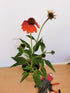 Echinacea Mixt de Culori - Echinacea Hybrida 'Cheyenne Spirit' - DocaPerene