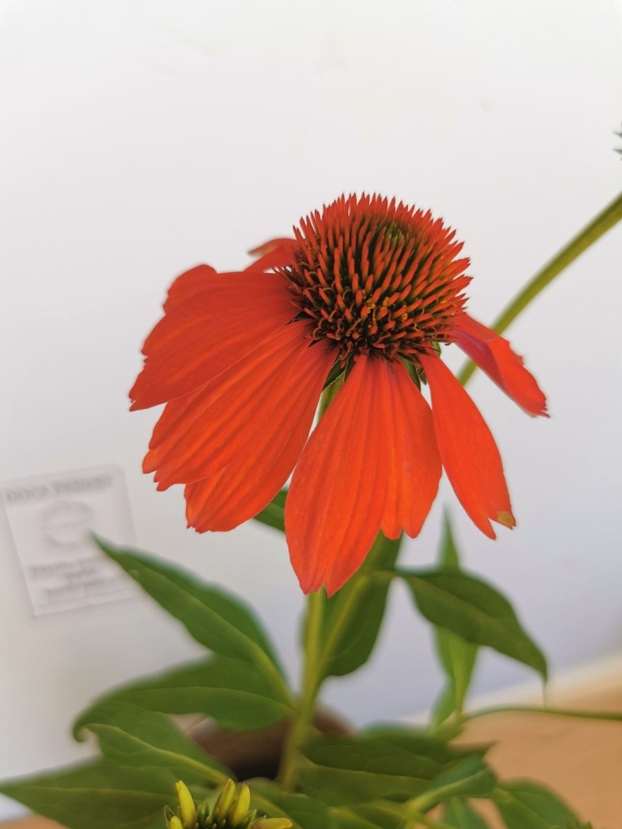 Echinacea Mixt de Culori - Echinacea Hybrida 'Cheyenne Spirit' - DocaPerene
