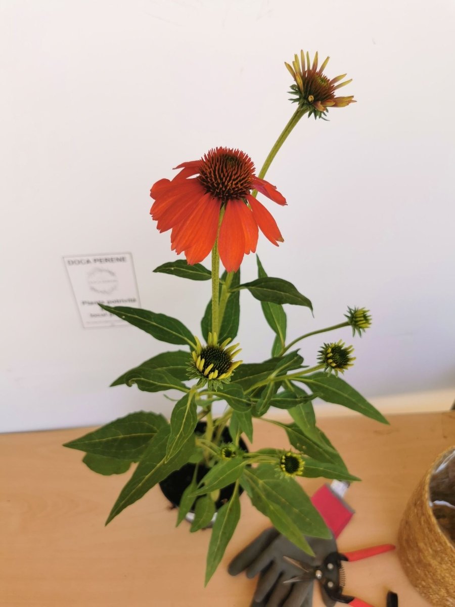 Echinacea Mixt de Culori - Echinacea Hybrida 'Cheyenne Spirit' - DocaPerene