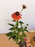 Echinacea Mixt de Culori - Echinacea Hybrida 'Cheyenne Spirit' - DocaPerene