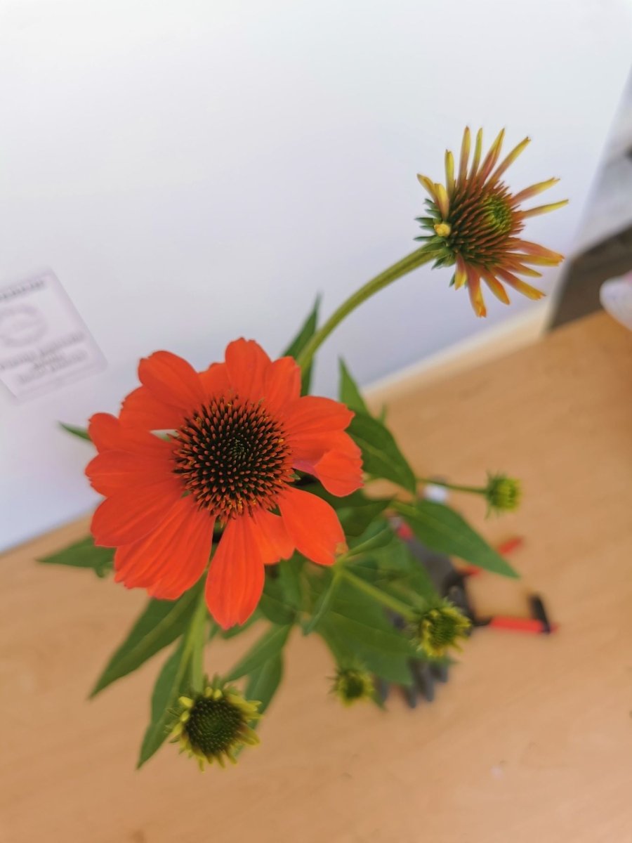 Echinacea Mixt de Culori - Echinacea Hybrida 'Cheyenne Spirit' - DocaPerene