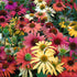 Echinacea Mixt de Culori - Echinacea Hybrida 'Cheyenne Spirit' - DocaPerene
