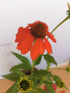 Echinacea Mixt de Culori - Echinacea Hybrida 'Cheyenne Spirit' - DocaPerene
