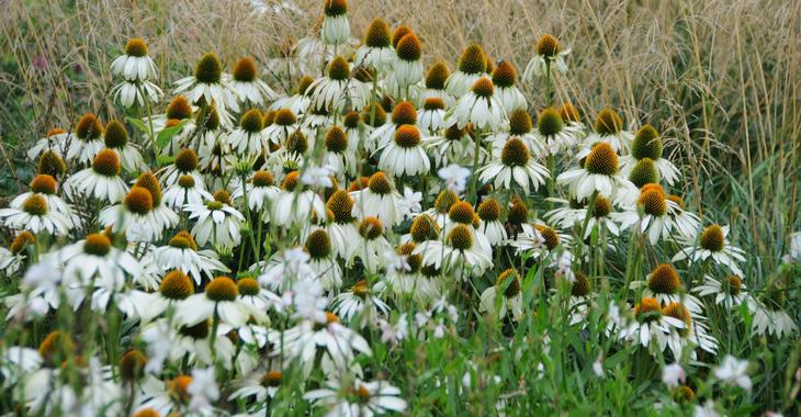 Echinacea 'White Swan' - Echinacea Purpurea White Swan - DocaPerene