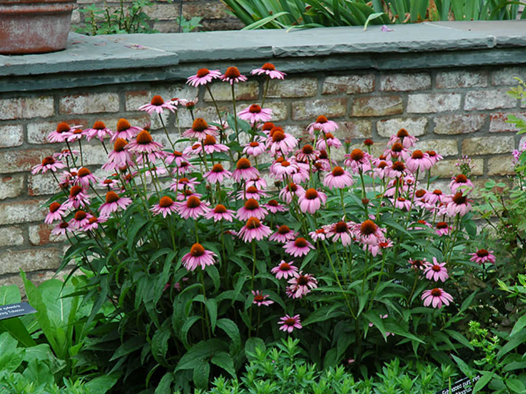 Echinacea Magnus - Echinacea Purpurea 'Magnus'