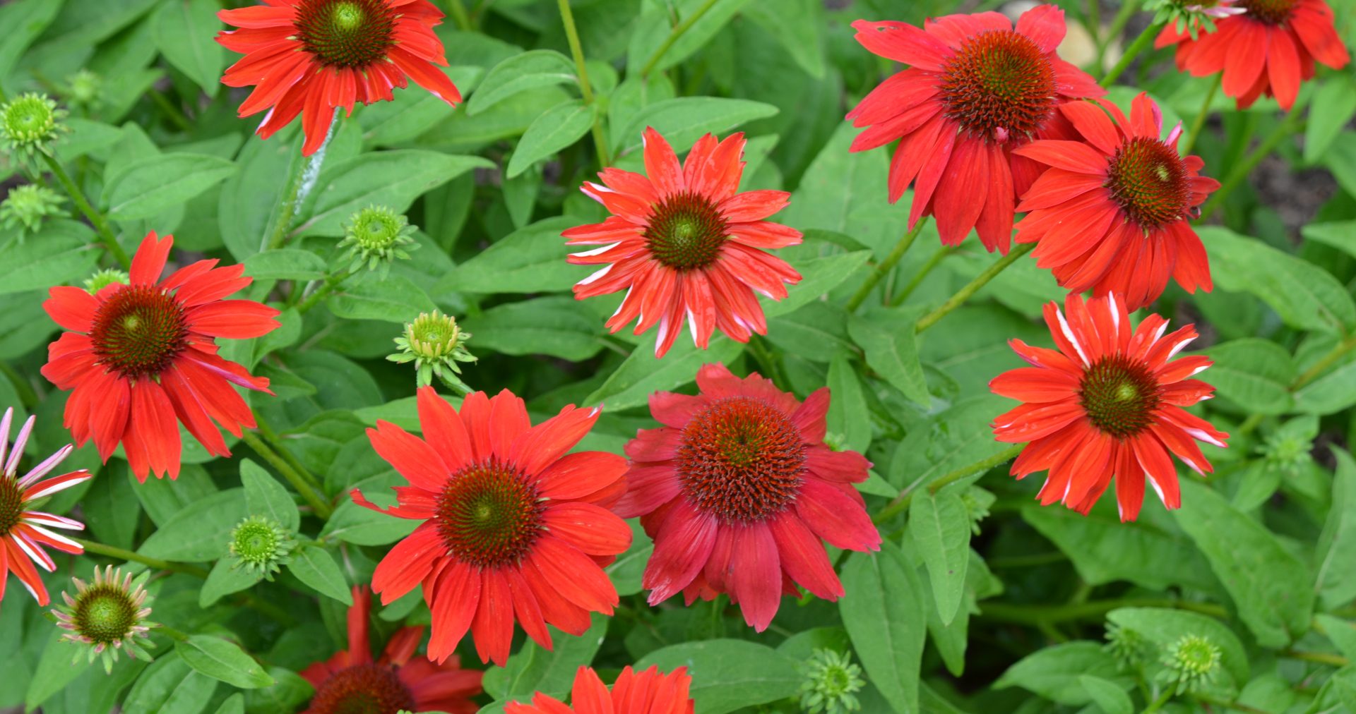 Echinacea - Echinacea purpurea Sombrero® ‘Salsa Red’