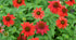 Echinacea - Echinacea purpurea Sombrero® ‘Salsa Red’