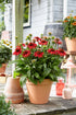 Echinacea - Echinacea purpurea Sombrero® ‘Salsa Red’