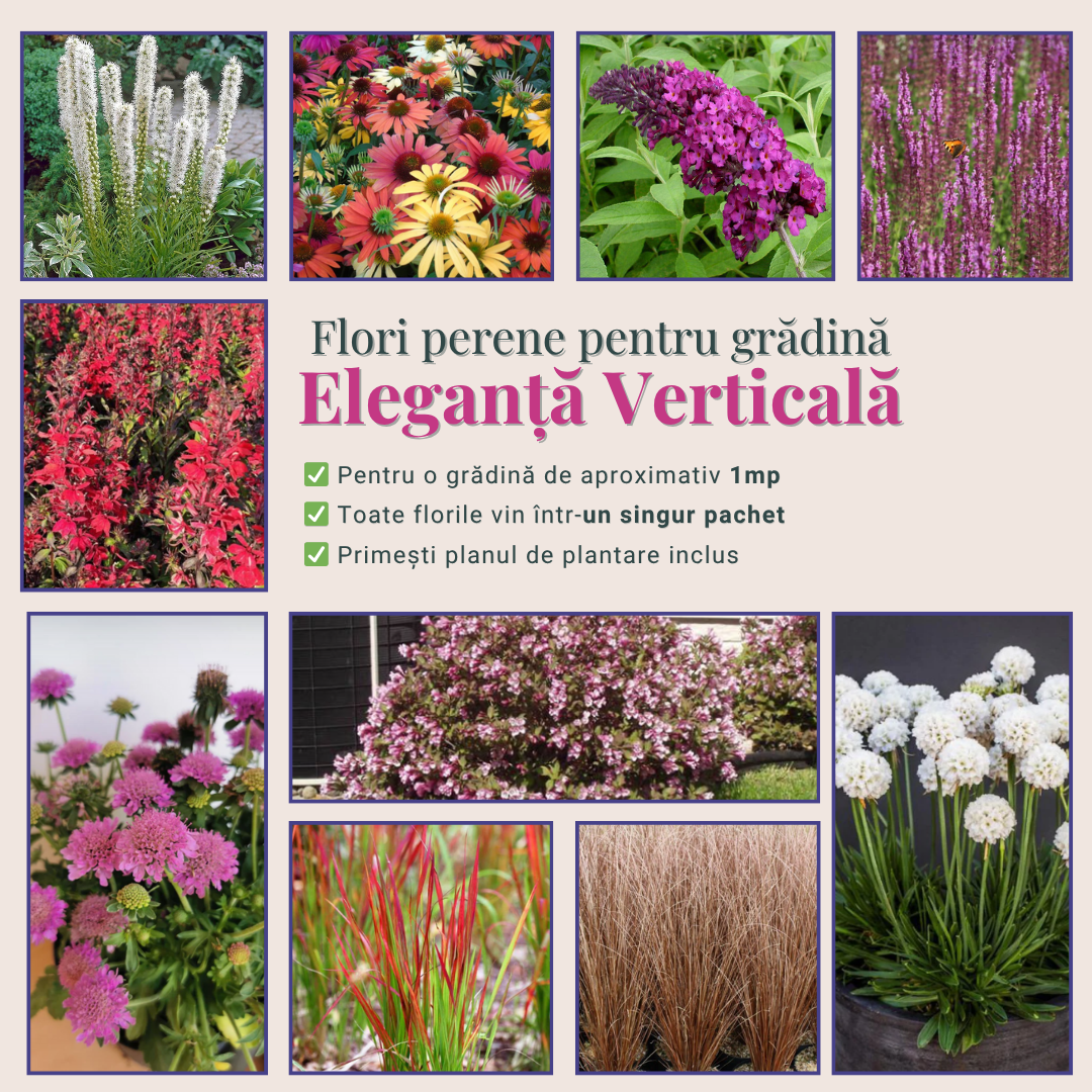 Eleganță Verticală  - Pachet de flori gata de plantat ptr grădini mici