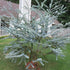 Eucalipt - Eucalyptus cinerea Silver Dollar - DocaPerene