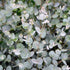 Eucalipt - Eucalyptus cinerea Silver Dollar - DocaPerene