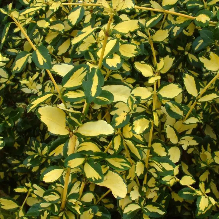 Salbă târâtoare ‘Blondy’ - Euonymus fortunei ‘Blondy’