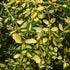 Salbă târâtoare ‘Blondy’ - Euonymus fortunei ‘Blondy’