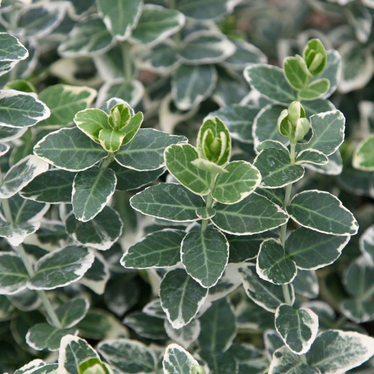 Salba albă - Euonymus  fortunei 'Emerald Gaiety'