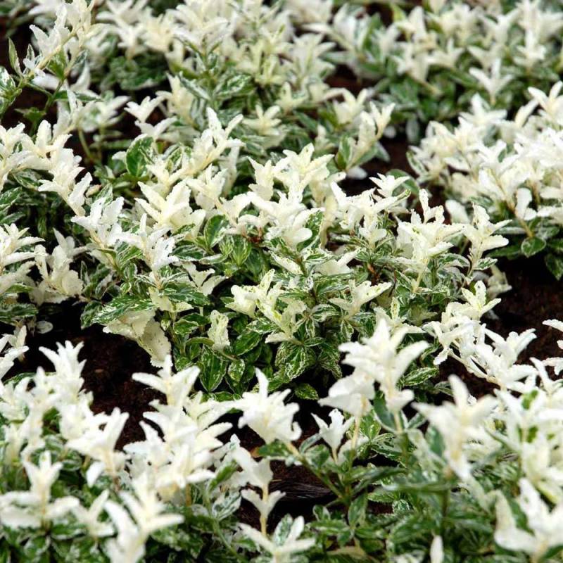 Salba japoneză - Euonymus fortunei 'Harlequin'