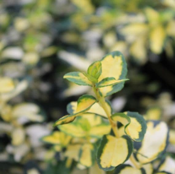 Salbă târâtoare ‘Blondy’ - Euonymus fortunei ‘Blondy’