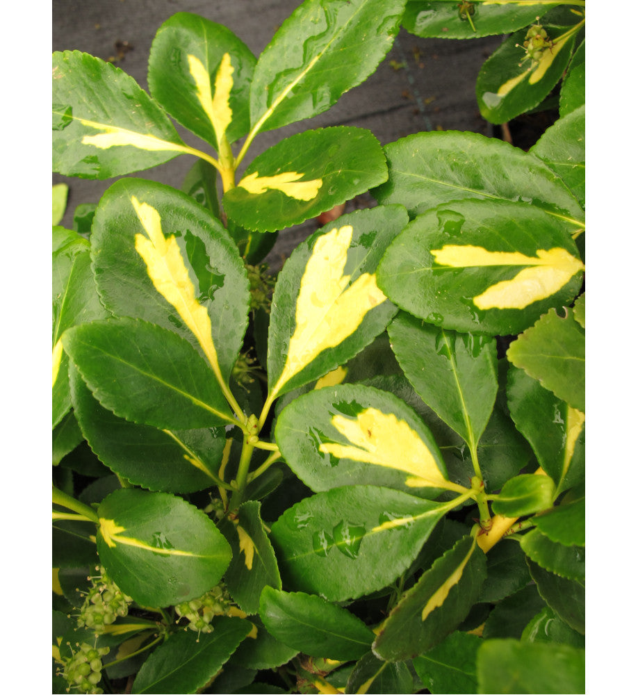 Salbă târâtoare ‘Blondy’ - Euonymus fortunei ‘Blondy’