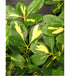 Salbă târâtoare ‘Blondy’ - Euonymus fortunei ‘Blondy’