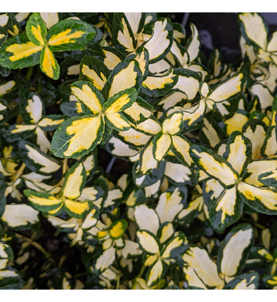 Salbă târâtoare ‘Blondy’ - Euonymus fortunei ‘Blondy’