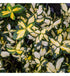 Salbă târâtoare ‘Blondy’ - Euonymus fortunei ‘Blondy’