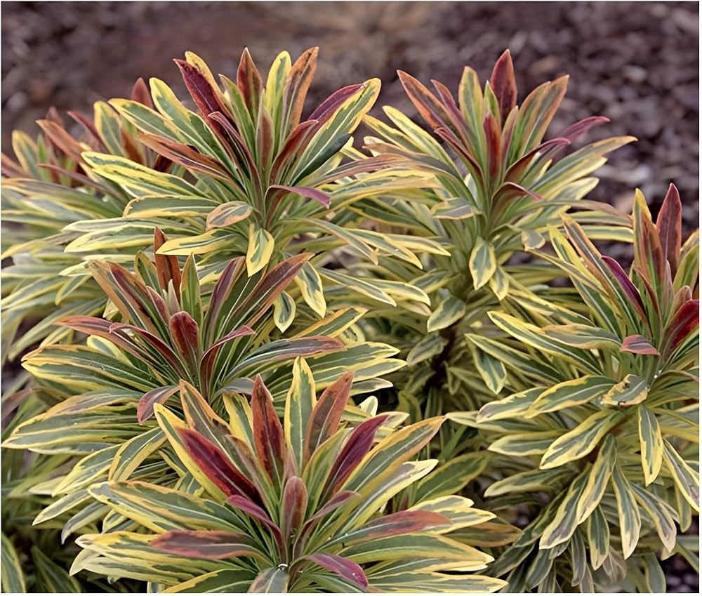 Euphorbia amygdaloides 'Ascot Rainbow' - DocaPerene