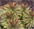Euphorbia amygdaloides 'Ascot Rainbow' - DocaPerene