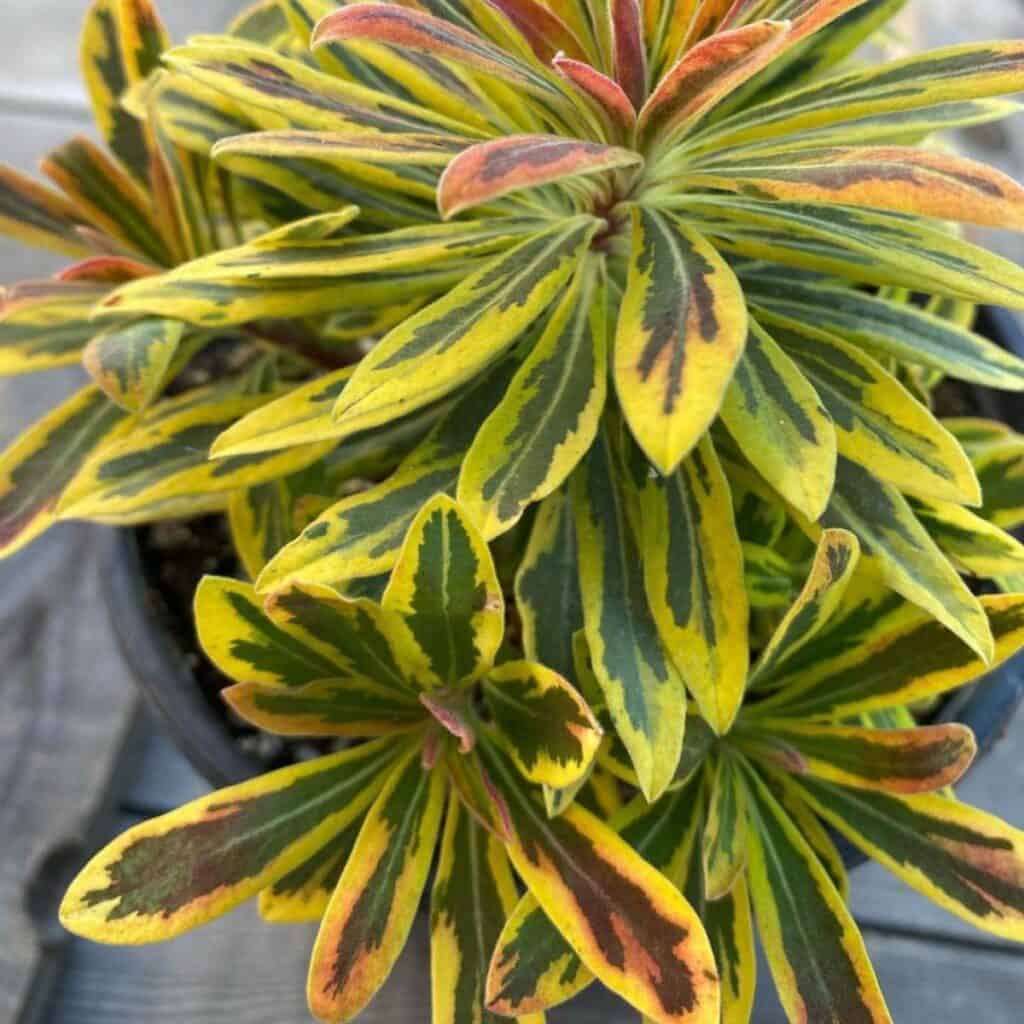 Euphorbia amygdaloides 'Ascot Rainbow' - DocaPerene