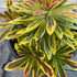 Euphorbia amygdaloides 'Ascot Rainbow' - DocaPerene
