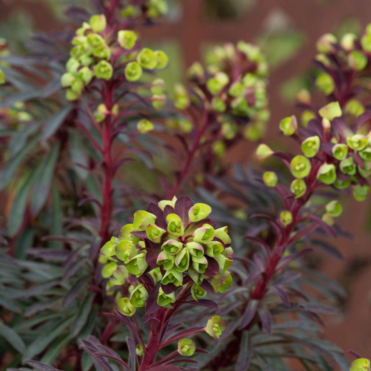 Euphorbia amygdaloides 'Miners Merlot' - DocaPerene