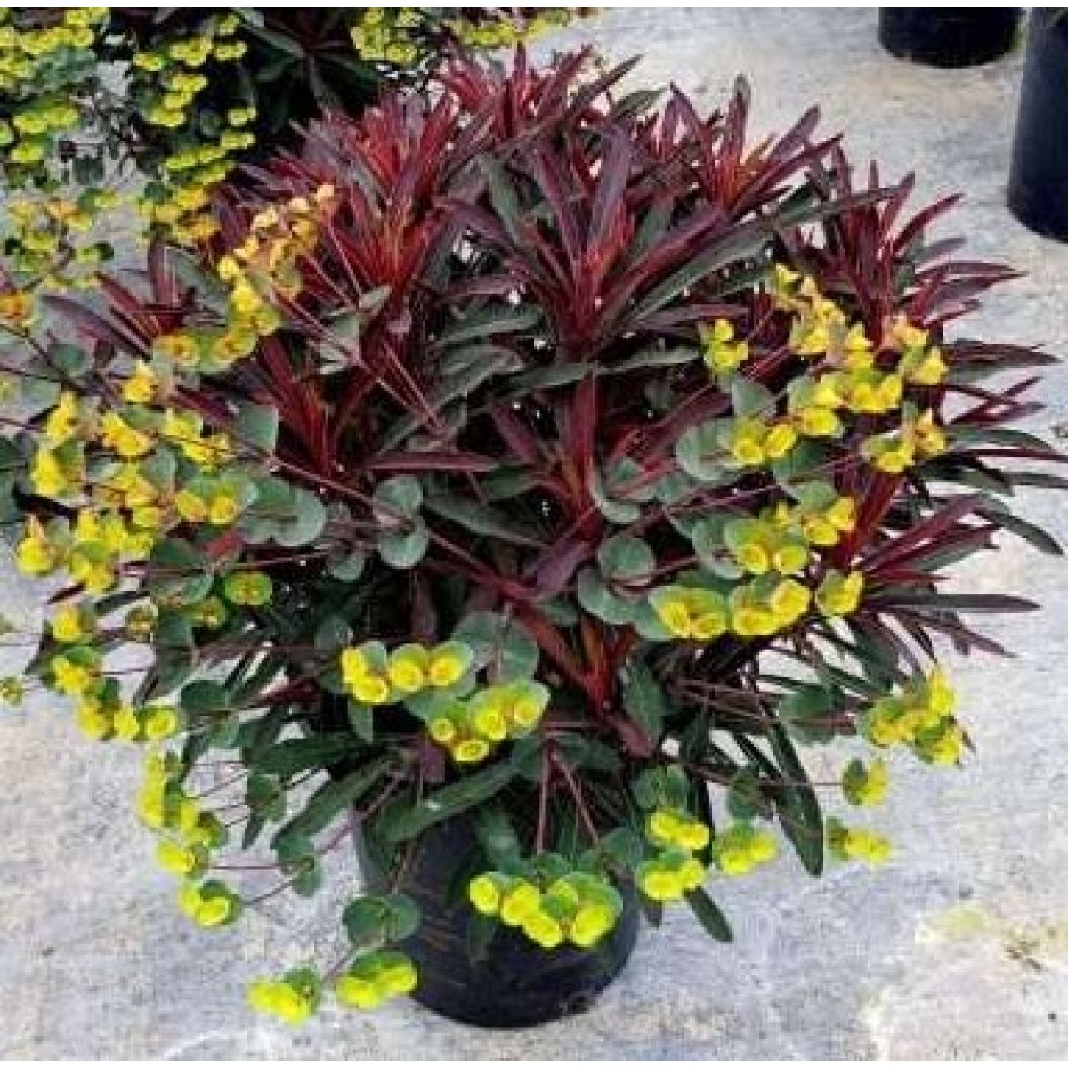 Euphorbia amygdaloides 'Miners Merlot' - DocaPerene