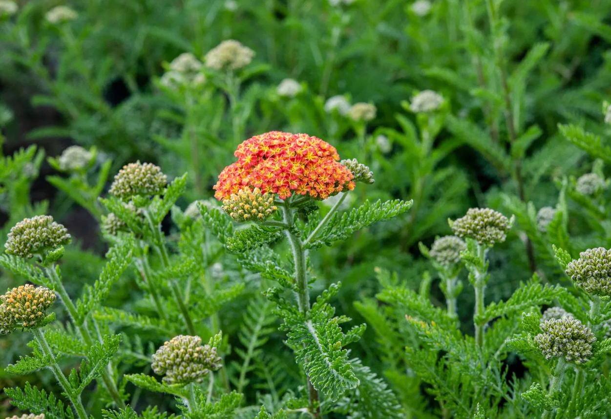 Coada Șoricelului Portocalie - Achillea Millefolium 'Skysail Yellow'